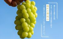 岡山県産 ぶどう 2024年 先行予約 ご家庭用 シャインマスカット 晴王 約400g×2房 計800g ブドウ フルーツ 果物