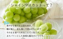 岡山県産 ぶどう 2024年 先行予約 ご家庭用 シャインマスカット 晴王 約400g×2房 計800g ブドウ フルーツ 果物