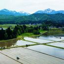 ≪&nbsp;令和7年産&nbsp;新米&nbsp;≫【&nbsp;定期便&nbsp;】&nbsp;5kg&nbsp;×6ヶ月&nbsp;最高金賞受賞&nbsp;南魚沼産コシヒカリ&nbsp;雪と技　農薬8割減・化学肥料不使用栽培