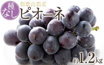 【新鮮・産直】和歌山かつらぎ町産たねなしピオーネ約1.2kg★2024年8月下旬頃より順次発送【TM126】