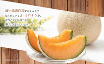 【26年発送先行予約】北海道産赤肉メロン約1.3kg×2玉&nbsp;(2026年7月中旬から発送開始予定)&nbsp;【&nbsp;果物&nbsp;くだもの&nbsp;フルーツ&nbsp;メロン&nbsp;赤肉&nbsp;赤肉メロン&nbsp;旬&nbsp;お取り寄せ&nbsp;甘い&nbsp;北海道産&nbsp;旭川市&nbsp;北海道&nbsp;】_03905