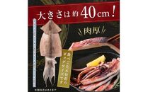 知床羅臼産するめいか一夜干し（1枚 250g 前後）8枚セット 生産者 支援 応援