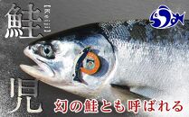 知床羅臼産 幻の鮭児 1.7kg 生産者 支援 応援