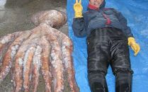 こんなでっかいタコみたことない(ボイル足1本) 北海道 海産物 魚介類 魚介 生産者 支援 応援