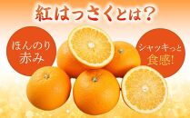 先行予約！希少な紅はっさく 12～18個入り（L～2Lサイズ）【2025年1月初旬頃から発送】【KG9】