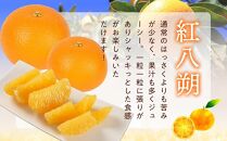 先行予約！希少な紅はっさく 12～18個入り（L～2Lサイズ）【2025年1月初旬頃から発送】【KG9】