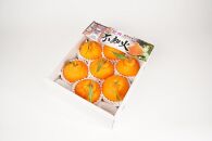 【贈答用化粧箱入】 不知火 樹上完熟 約2kg （5～8個入）【2025年2月中旬頃から発送】【KG10】