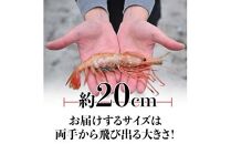 北海道産 知床羅臼産ボタンエビ 大サイズ300g ぼたんえび ぼたん海老 魚介類 北海道 魚介 海産物 冷凍 刺身 海鮮丼 生産者 支援 応援