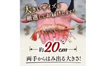 北海道産 知床羅臼産ボタンエビ 大サイズ600g（300g×2パック） ぼたんえび ぼたん海老 魚介類 北海道 魚介 海産物 冷凍 刺身 海鮮丼 生産者 支援 応援