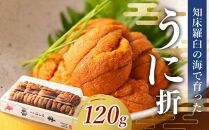 【先行/2026年1月より発送】知床羅臼町産 折ウニ 中 120g×1 北海道知床羅臼産 天然 エゾバフンうに 雲丹 おかず ご飯のお供