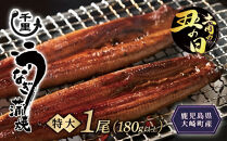 【土用丑の日】鹿児島県産うなぎ　特大蒲焼き1尾　180g以上