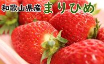 【2025年5月発送】和歌山県産ブランドいちご「まりひめ」約300g×2パック入り【TM101】