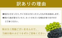 【訳あり・数量限定】 巨峰（種あり）約1kg 〔2024年8月上旬より順次発送〕