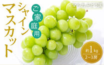 【2026年度_先行予約】【ご家庭用】シャインマスカット&nbsp;約1kg〔2026年8月中旬より順次発送〕