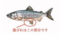 北海道産&nbsp;秋鮭&nbsp;【訳あり】&nbsp;腹ビレ(ハラス)&nbsp;2kg&nbsp;生産者&nbsp;支援&nbsp;応援