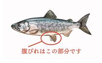 北海道産 秋鮭 【訳あり】 腹ビレ(ハラス) 1kg 生産者 支援 応援