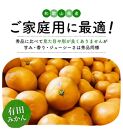 【ご家庭用】濃厚完熟 有田みかん 約10kg【先行予約  2025年1月発送予定 】【MS6-3】