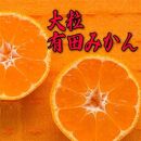 迫力満点 大玉 有田みかん 約7.5kg【先行予約】【果汁たっぷり】【2024年11月中旬～1月中旬頃発送】【MS15】