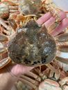 極上の海の恵みを直送でお届け！ 贅沢な味わいのズワイガニ（1.2〜1.5kg×1杯）（特大）ボイル