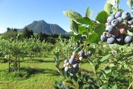【父の日】【湯布院&nbsp;熊谷牧場・雛戸】無農薬で育てたくまさんのブルーベリーソース&nbsp;4本セット