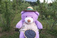 【父の日】【湯布院&nbsp;熊谷牧場・雛戸】無農薬で育てたくまさんのブルーベリーソース&nbsp;4本セット