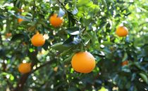 【井上誠耕園】オリーブオイルコンフィ 八朔チーズ 100g 10個セット