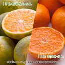 【 2・4・10・12月 全4回 】 柑橘定期便A【IKE5】