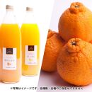 【偶数月 全6回 】 柑橘定期便B【IKE14】
