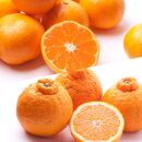 【 2・4・10・12月 全4回 】 柑橘定期便B【IKE6】