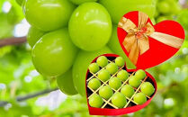 ぶどう2026年&nbsp;&nbsp;岡山県産シャインＪｅｗｅｌｒｙ&nbsp;ｂｏｘ赤ゴールドリボン化粧箱入り18粒贈答用