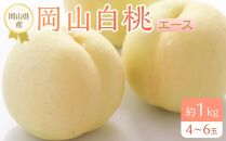 岡山県産 桃 岡山白桃 2025年 先行予約 エース 約1kg（4～6玉）もも モモ フルーツ 果物 ギフト