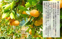 【母の日ギフト】ハウスみかん&nbsp;温室栽培&nbsp;夏の有田みかん&nbsp;1kg&nbsp;秀品&nbsp;L&nbsp;M&nbsp;Sサイズのいずれか&nbsp;和歌山県産&nbsp;産地直送&nbsp;【みかんの会】