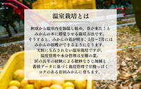 【母の日ギフト】ハウスみかん&nbsp;温室栽培&nbsp;夏の有田みかん&nbsp;2kg&nbsp;秀品&nbsp;L&nbsp;M&nbsp;Sサイズのいずれか&nbsp;和歌山県産&nbsp;産地直送&nbsp;【みかんの会】