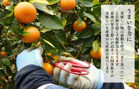 【母の日ギフト】ハウスみかん&nbsp;温室栽培&nbsp;夏の有田みかん&nbsp;2kg&nbsp;秀品&nbsp;L&nbsp;M&nbsp;Sサイズのいずれか&nbsp;和歌山県産&nbsp;産地直送&nbsp;【みかんの会】