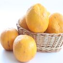 【ご家庭用】甘夏（あまなつ）約10kg&nbsp;和歌山産