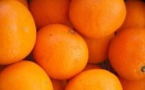 和歌山県産清見オレンジ約5kg（サイズ混合）★2025年3月中旬頃より順次発送【TM160】