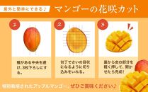 ★【2025年発送】特別栽培アップルマンゴー1kg（2～3個）