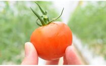 トマトジュース2本セット【プレミアムトマト、トマト】 ／ プレミアムトマトジュース とまと 野菜 埼玉県