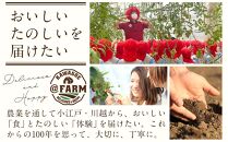トマトジュース3本セット【プレミアムトマト、トマト】 ／ プレミアムトマトジュース とまと 野菜 埼玉県