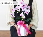 02&nbsp;造花&nbsp;シルクフラワーのミニ胡蝶蘭の鉢植え&nbsp;3本立&nbsp;CT触媒&nbsp;イエロー&nbsp;／&nbsp;お花&nbsp;コチョウラン&nbsp;埼玉県