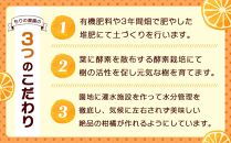 瀬戸田産ハウスみかん(ご家庭用) 2.5キロ＜7月1日～順次発送＞ドルチェみかん フルーツ 柑橘 果物 産直