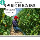 【2回定期便】【野菜ソムリエ厳選】北海道小樽産 旬の活野菜セットL 10種以上 120サイズ