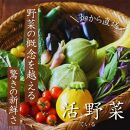 【3回定期便】【野菜ソムリエ厳選】北海道小樽産 旬の活野菜セットL 10種以上 120サイズ