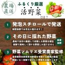 【3回定期便】【野菜ソムリエ厳選】北海道小樽産 旬の活野菜セットL 10種以上 120サイズ