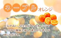 訳あり 森本農園の手選別ネーブルオレンジ 7kg +200g傷み補償付 和歌山県産 サイズ混合 【北海道・沖縄・離島配送不可】【RN19】