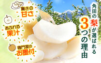 【2026年発送／先行予約】梨「新高」約4kg（4～6玉入）【松崎果樹園】