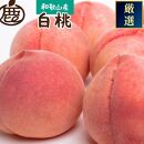 ＜7月発送＞和歌山の厳選白桃 約1.5kg［白鳳・清水白桃・川中島・もも・はくとう］［化粧箱入り］［IKE16］
