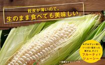 【先行予約】あさひやま動物園しろくまコーン約3.2kg(ホワイトレディもしくはピュアホワイト8本)2025年8月下旬～発送開始予定 【 とうもろこし 人気 北海道 糖度 野菜 白いとうもろこし 白いスイートコーン 産地直送 ホワイトレディ コーン 玉蜀黍 旬 お取り寄せ 旭川市 北海道 送料無料 】　_03811