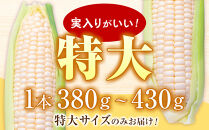【26年発送先行予約】あさひやま動物園しろくまコーン&nbsp;8本（約3.2kg）2026年8月下旬から発送開始予定&nbsp;【&nbsp;とうもろこし&nbsp;人気&nbsp;北海道&nbsp;糖度&nbsp;野菜&nbsp;白いとうもろこし&nbsp;白いスイートコーン&nbsp;産地直送&nbsp;ホワイトレディ&nbsp;コーン&nbsp;玉蜀黍&nbsp;旬&nbsp;お取り寄せ&nbsp;旭川市&nbsp;北海道&nbsp;】　_03811