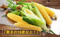 【先行予約】あさひやま動物園ライオンコーン約3.2kg(ゴールドラッシュ8本)2025年8月下旬～発送開始予定 【 とうもろこし 人気 北海道 糖度 野菜 スイートコーン 産地直送 ゴールドラッシュ コーン 旬 お取り寄せ 旭川市 北海道 送料無料 】_03812